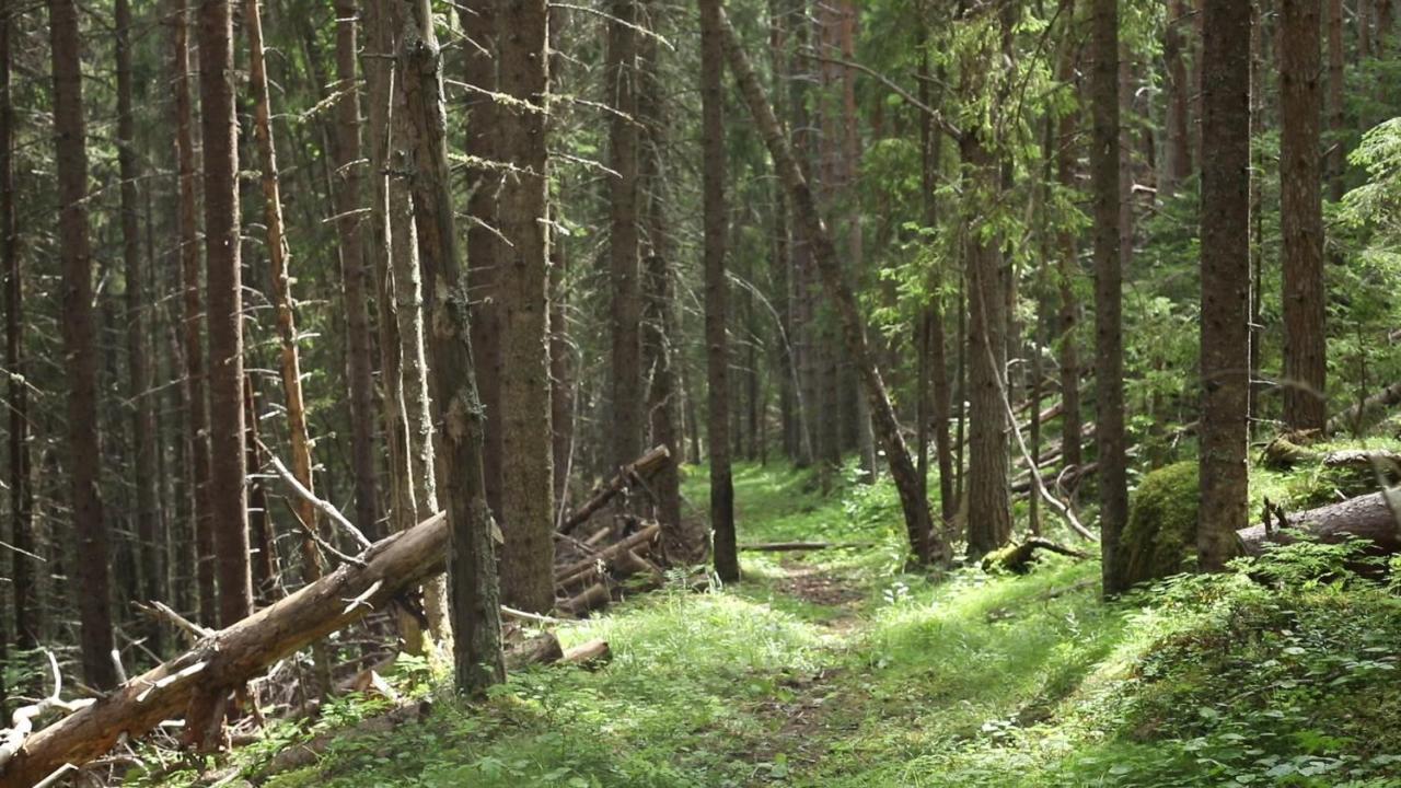 Cozy Stuga - Mountain View Ramsele Екстериор снимка